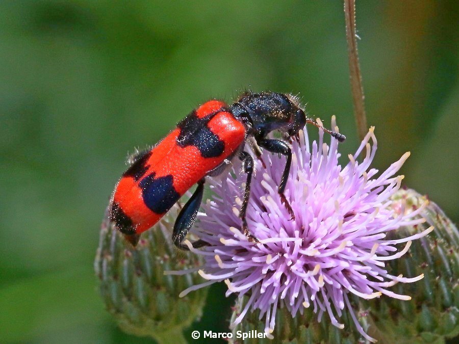 Trichodes apiarius (Cleridae)